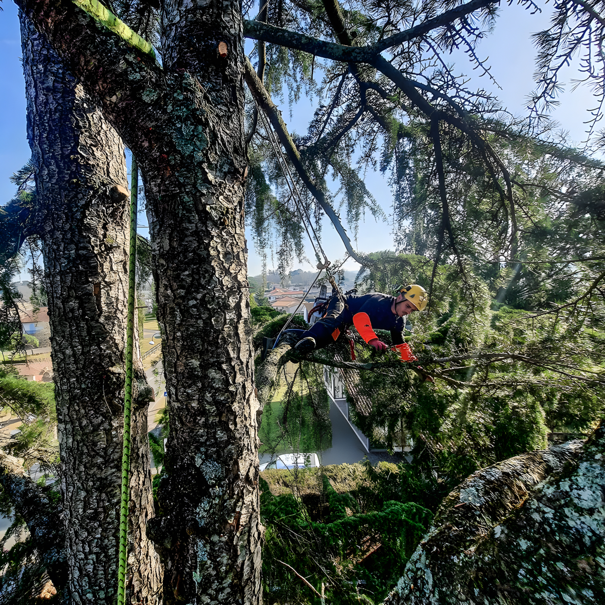 La Brigade Des Arbres Elagage Peyrehorade Taille 1